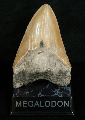 Large Inch Megalodon Tooth #5003